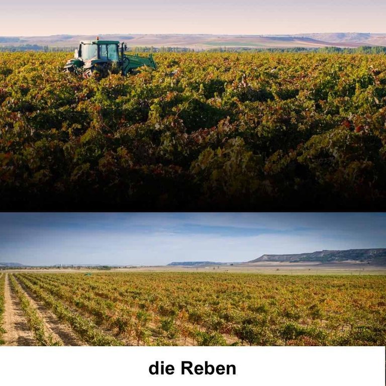 Burro Loco Bio Rotwein BIO - DOP