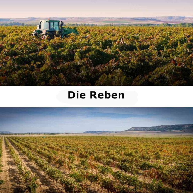 Carreduenas Crianza DOC Bio Rotwein