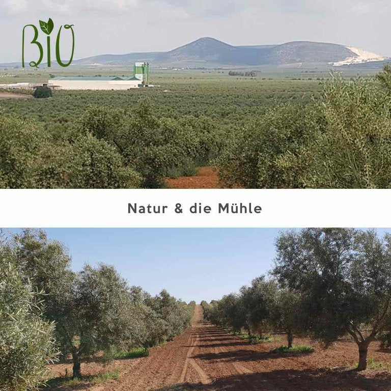 Bio Olivenöl Caminos Hojiblanca Noviembre