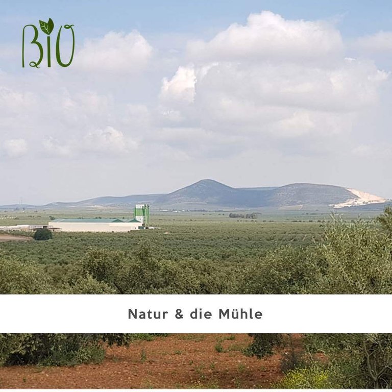 Bio Olivenöl Caminos Hojiblanca Noviembre