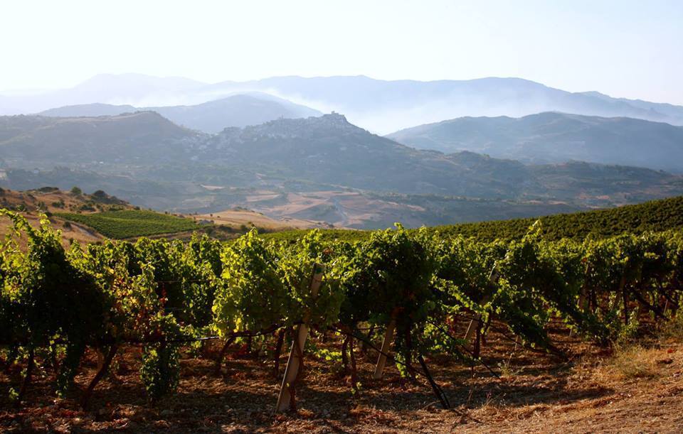Nero d'Avola BIO IGP Di Giovanna