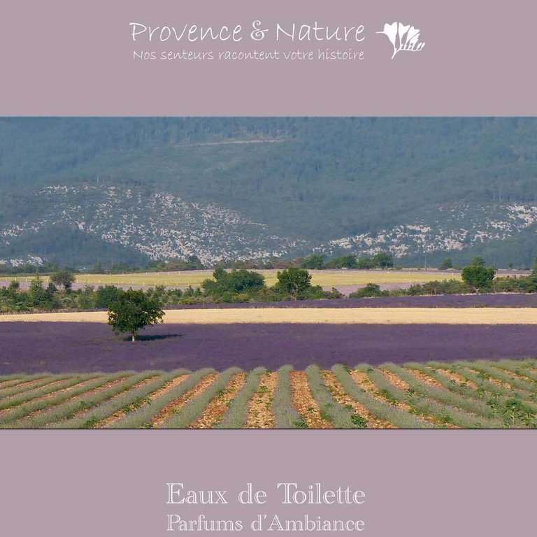 Raumduft KASTANIEN-BLÜTE