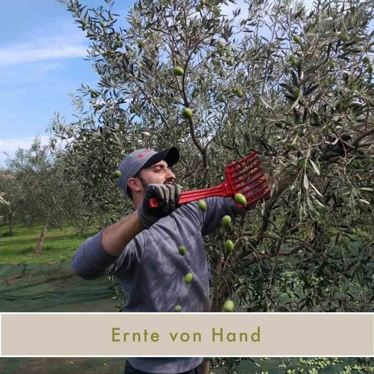 Thirea Manaki Bio Olivenöl