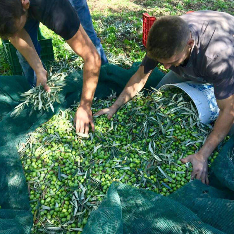 Arkè EXTRA VERGINE 3 l