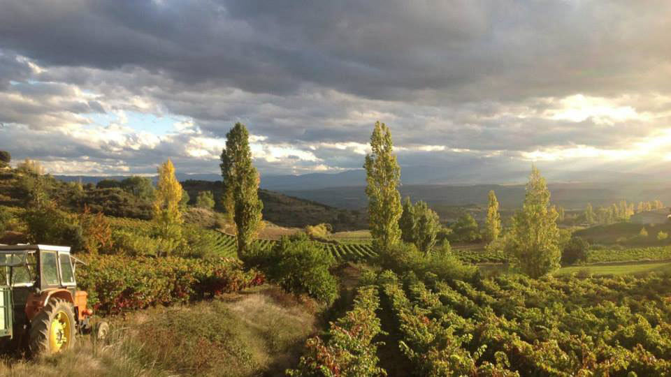 Tres Pilares Sauvignon D.O.