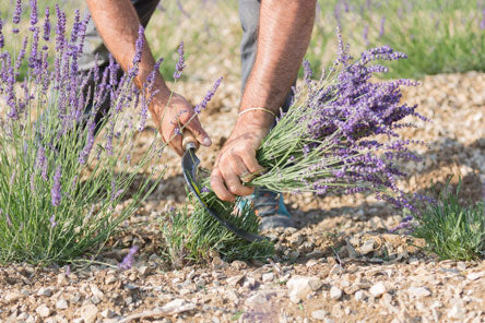 Marseille Seife Lavendel 100g Haute Provence