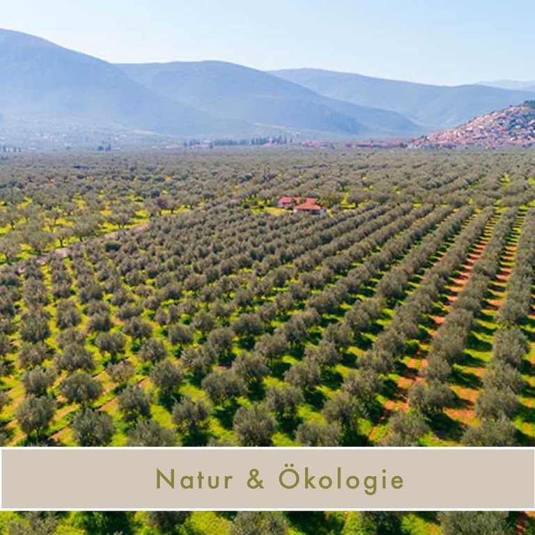 Griechisches Bio Olivenöl kaltgepresst 2x500ml Sparpreis
