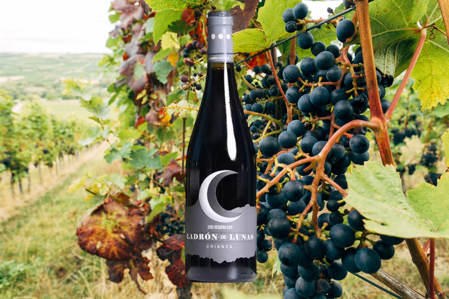 ROTWEIN CRIANZA LADRON DE LUNAS