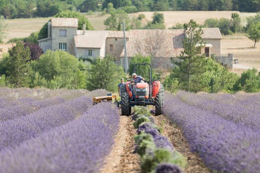 Marseille Seife Lavendel 100g Haute Provence