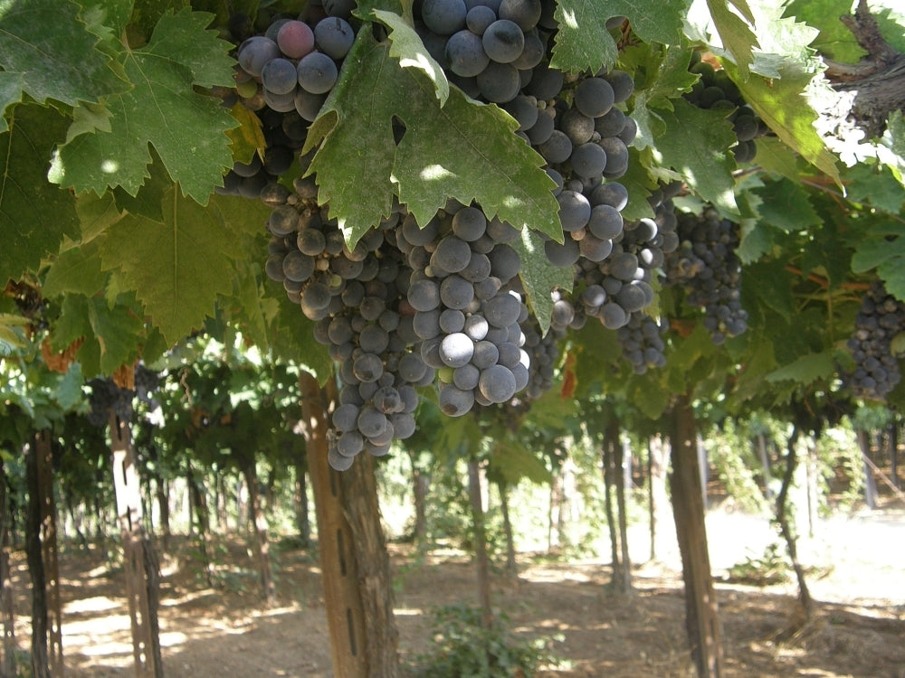 Montepulciano d'Abruzzo (2018) DOP - Teatro Latino 750 ml