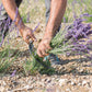 Marseille Seife Rosenblüte100g Haute Provence