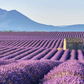 Raumduft LAVENDEL