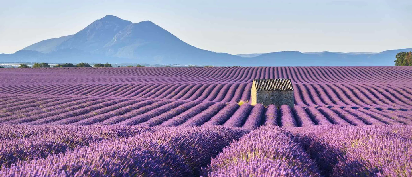 Raumduft LAVENDEL