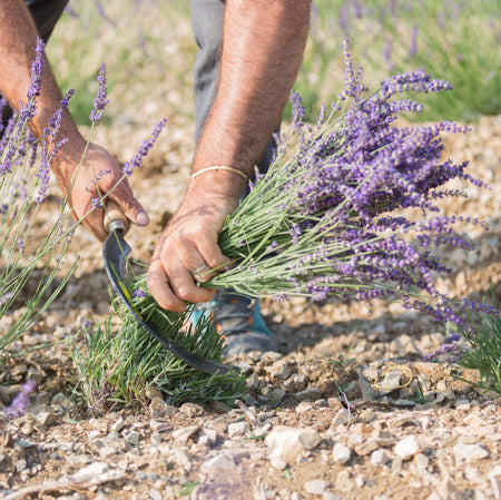 Ätherisches Lavendelöl 10ml Lavandin Haute Provence